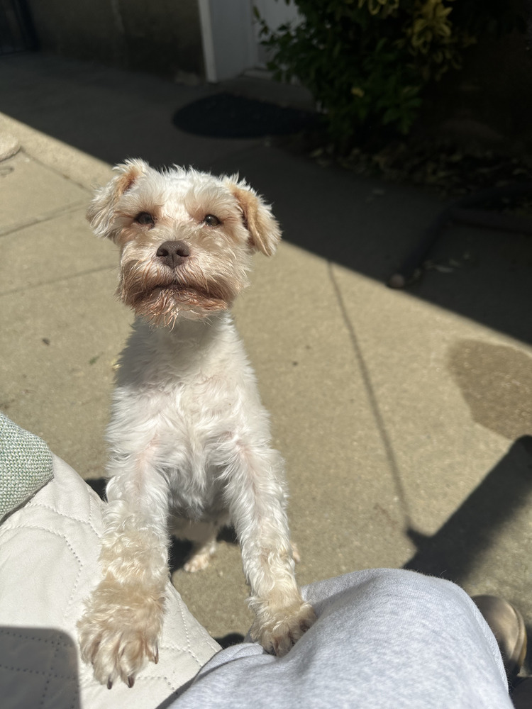 Loreen, an adoptable Schnauzer, Maltese in Manhattan, NY, 10009 | Photo Image 1