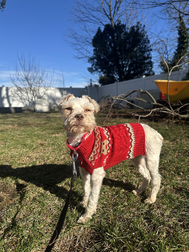 Loreen, an adoptable Schnauzer, Maltese in Manhattan, NY, 10009 | Photo Image 2