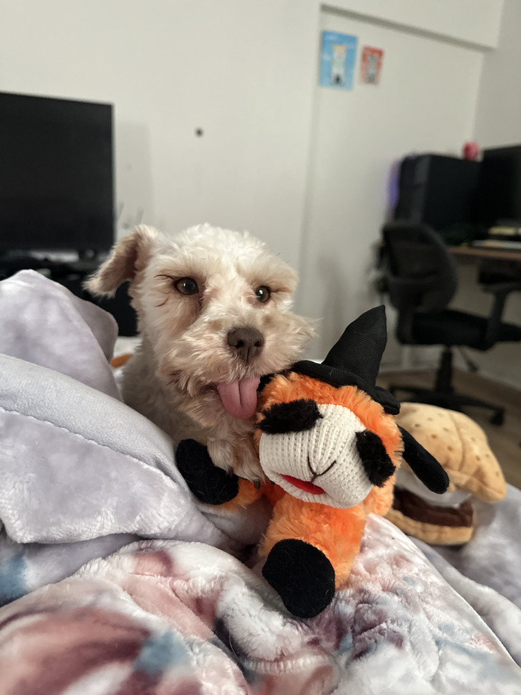 Loreen, an adoptable Schnauzer, Maltese in Manhattan, NY, 10009 | Photo Image 3