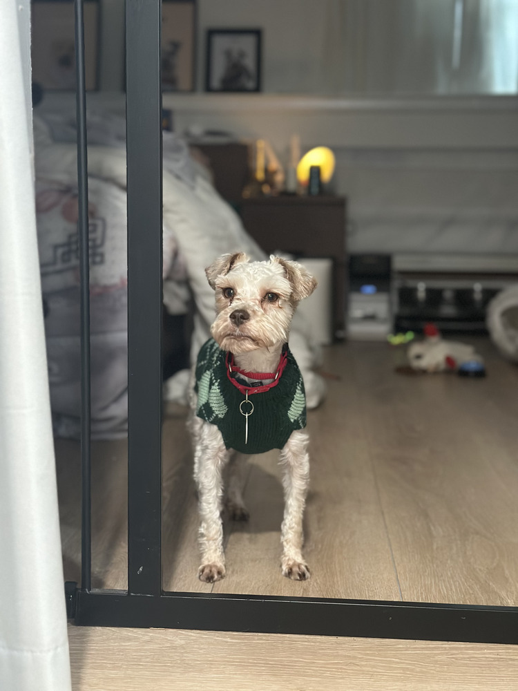 Loreen, an adoptable Schnauzer, Maltese in Manhattan, NY, 10009 | Photo Image 4