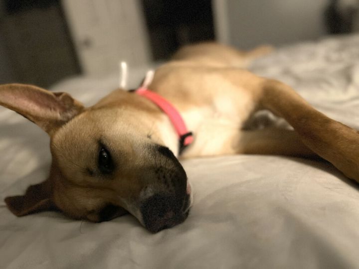 Belle 4