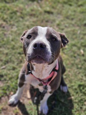 Fallon, Adult Female American Bulldog