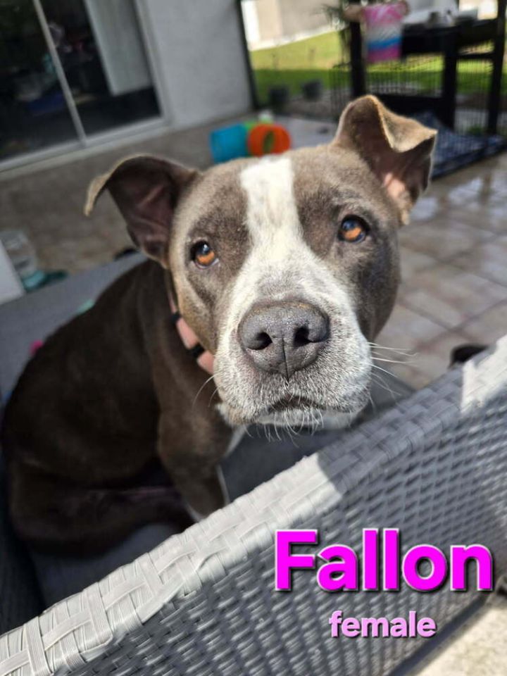 Fallon 4