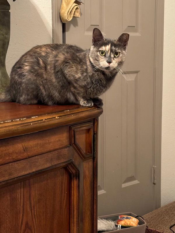 Nala 1