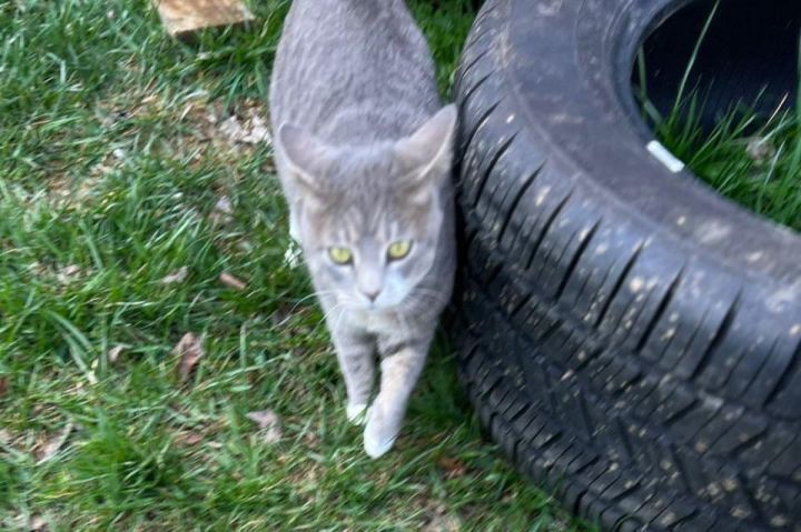 Lola 1