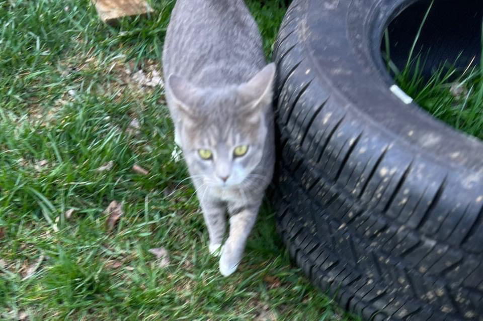 Lola