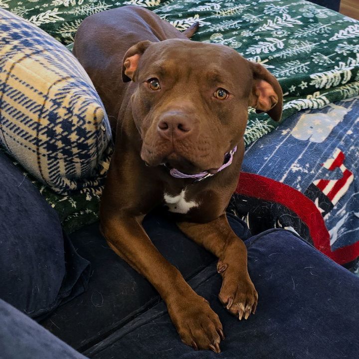 Hazel 2