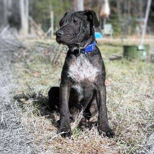 Onyx