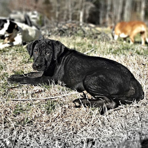 Onyx 2