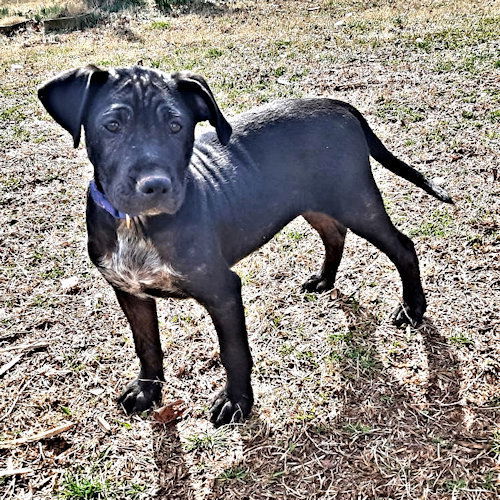 Onyx 3