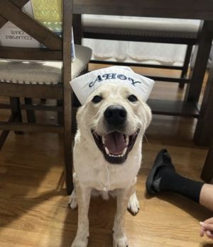 Hey future family Its me Levi Im on a mission a mission to find my forever home My foster mo