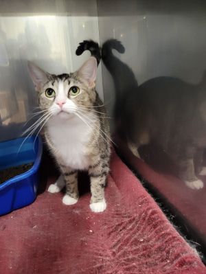 Tundra *Special needs*, Adult Female Tabby