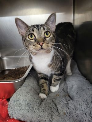 Joss, Adult Female Tabby