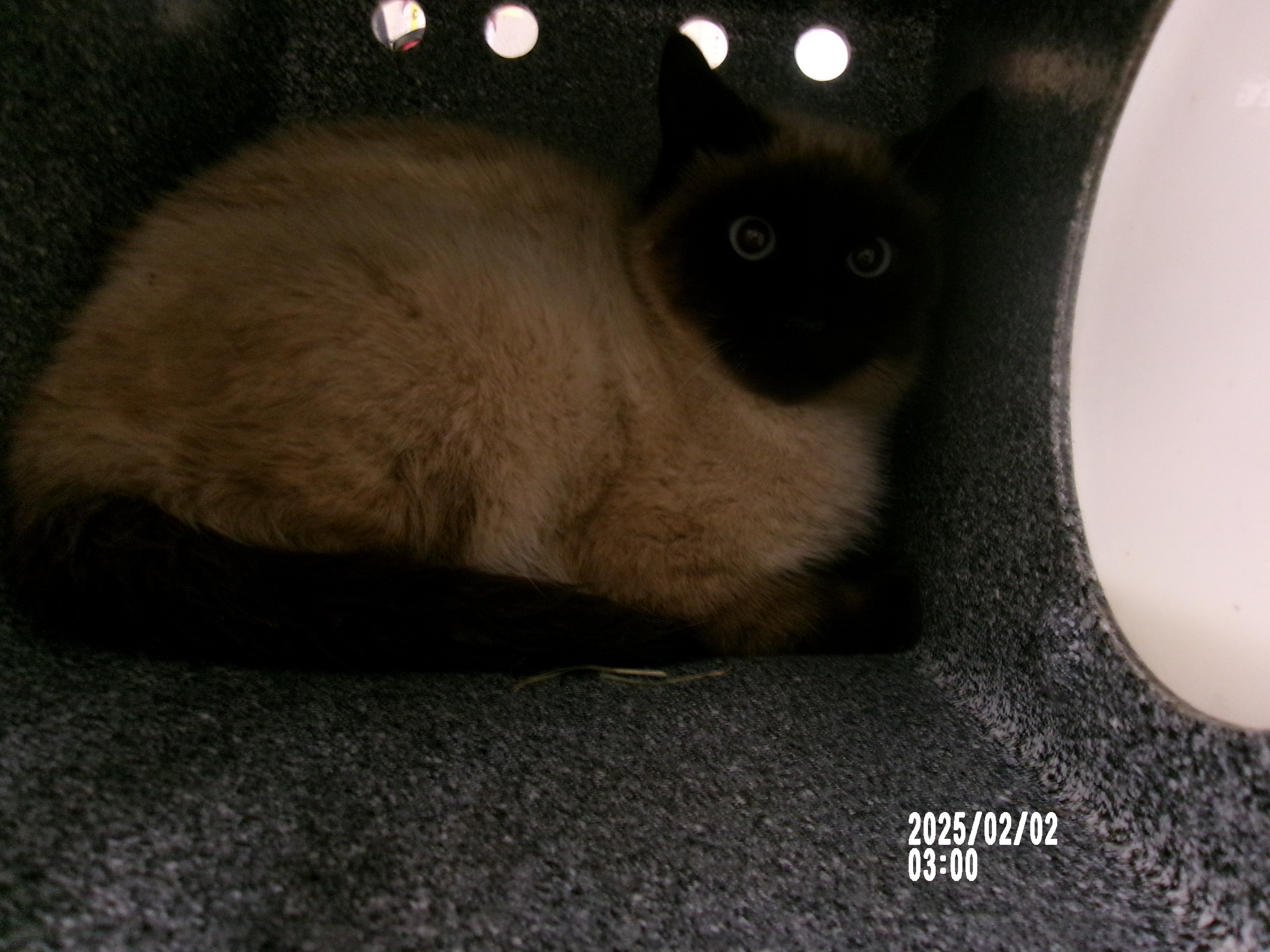 82763, an adoptable Domestic Short Hair, Ragdoll in Clovis, NM, 88101 | Photo Image 1