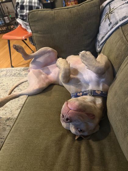 Rexie