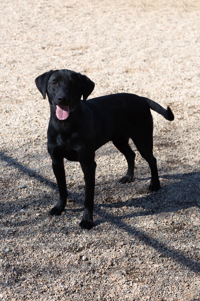 Blake, an adoptable Labrador Retriever in Redwood Falls, MN, 56283 | Photo Image 1
