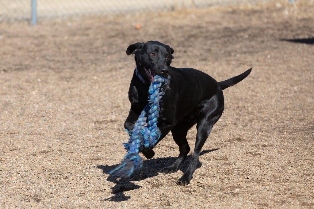 Blake, an adoptable Labrador Retriever in Redwood Falls, MN, 56283 | Photo Image 3