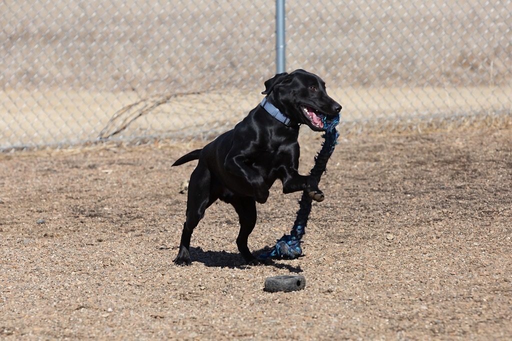 Blake, an adoptable Labrador Retriever in Redwood Falls, MN, 56283 | Photo Image 4