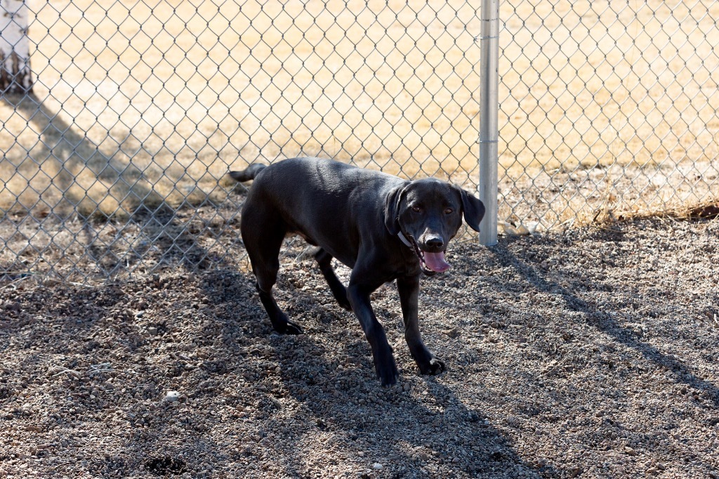 Blake, an adoptable Labrador Retriever in Redwood Falls, MN, 56283 | Photo Image 5