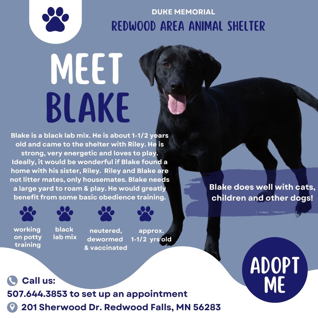 Blake, an adoptable Labrador Retriever in Redwood Falls, MN, 56283 | Photo Image 6