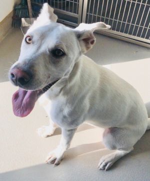 Nala