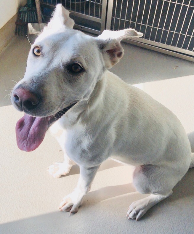 Nala, an adoptable White German Shepherd in Redwood Falls, MN, 56283 | Photo Image 1