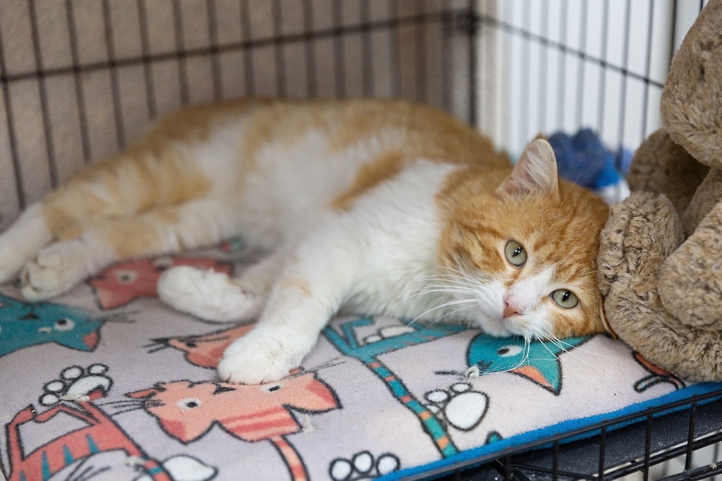 Archie, an adoptable Domestic Short Hair in Redwood Falls, MN, 56283 | Photo Image 1