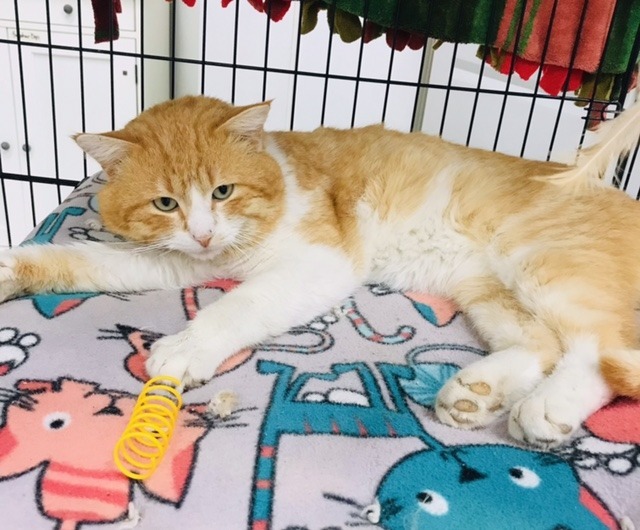Archie, an adoptable Domestic Short Hair in Redwood Falls, MN, 56283 | Photo Image 2