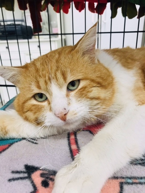 Archie, an adoptable Domestic Short Hair in Redwood Falls, MN, 56283 | Photo Image 3