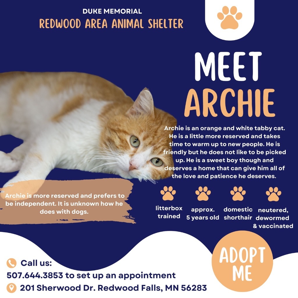Archie, an adoptable Domestic Short Hair in Redwood Falls, MN, 56283 | Photo Image 4