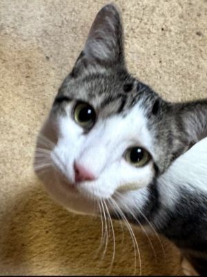 Fritzy, Young Male American Shorthair