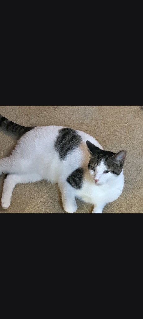 Fritzy