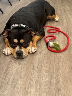 Lili, Adult Female American Bulldog
