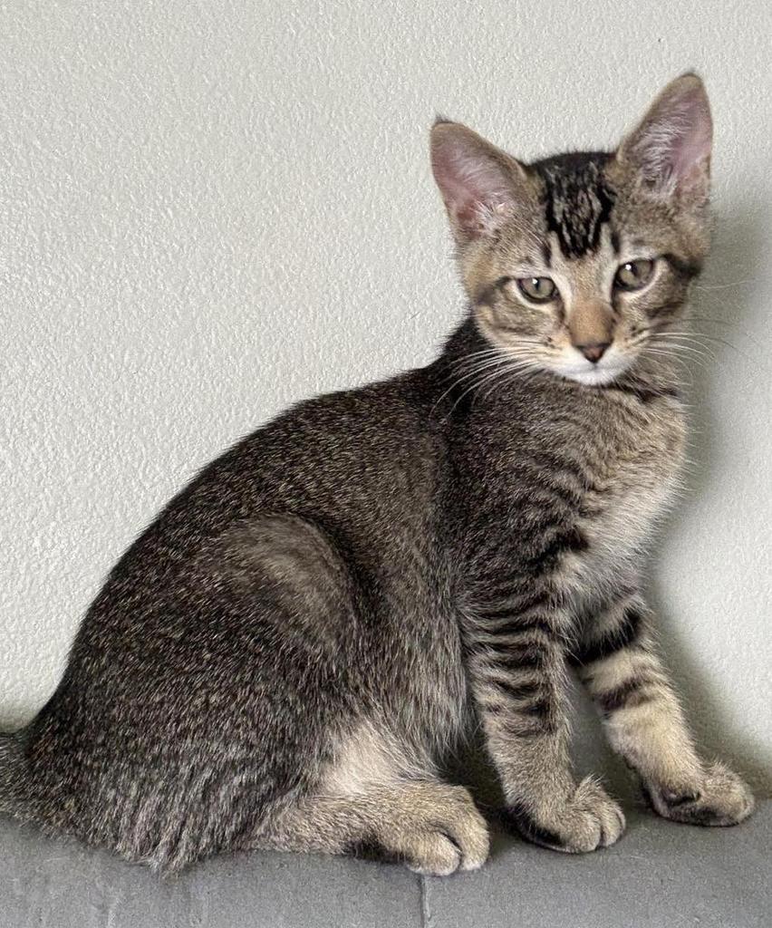 Adam, an adoptable Domestic Short Hair in Ontario, OR, 97914 | Photo Image 1