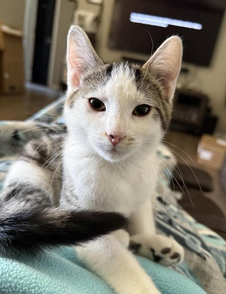 Ivy, an adoptable Domestic Medium Hair in Ontario, OR, 97914 | Photo Image 1
