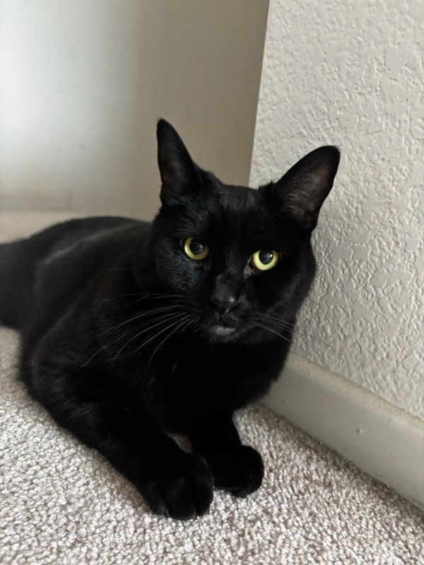 KC (Kitty Cat)
