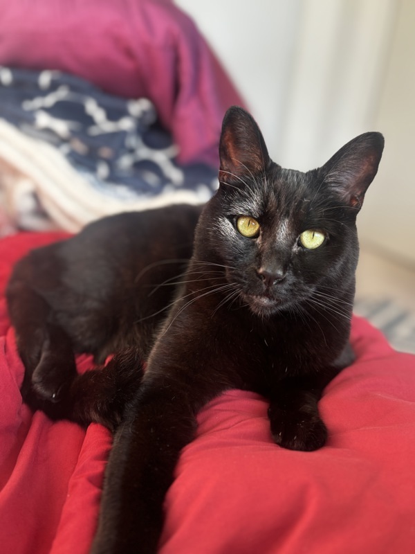 KC (Kitty Cat)