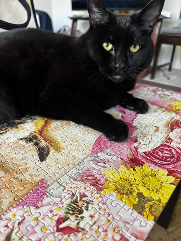 KC (Kitty Cat)