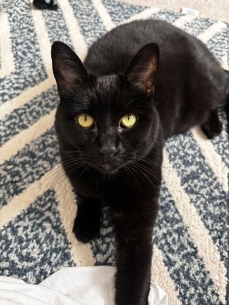 KC (Kitty Cat)