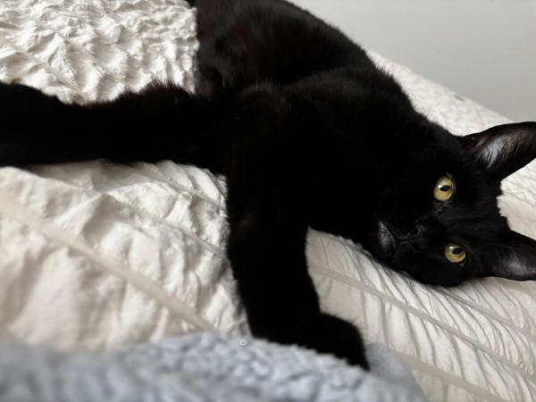 KC (Kitty Cat)