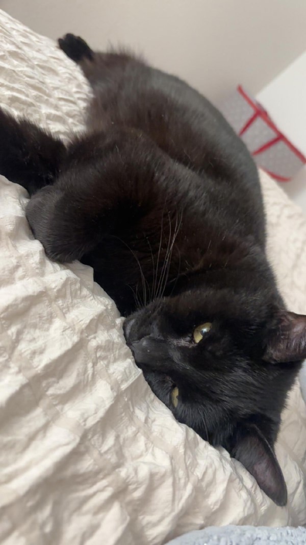 KC (Kitty Cat)