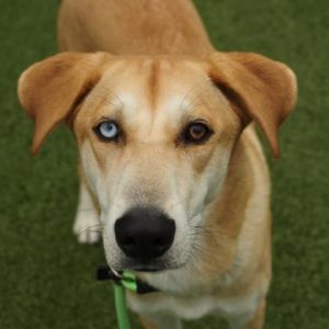 Craig, Adult Male Siberian Husky