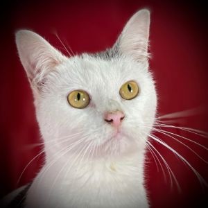 Aspen, Young Female Domestic Short Hair