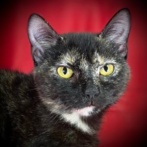 Sabrina, Young Female Calico