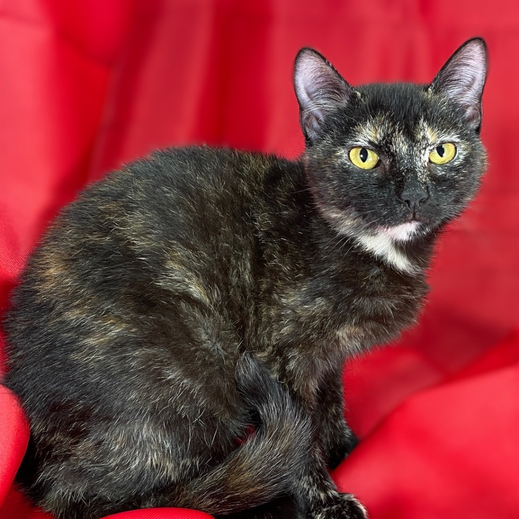 Sabrina