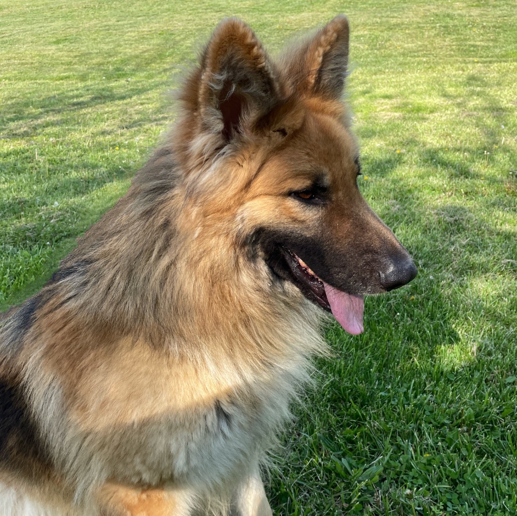 Loki