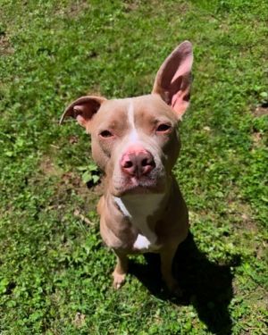 Are you looking for a big ol cuddle bug Shiloh is your girl Shiloh has been thriving in foster ca