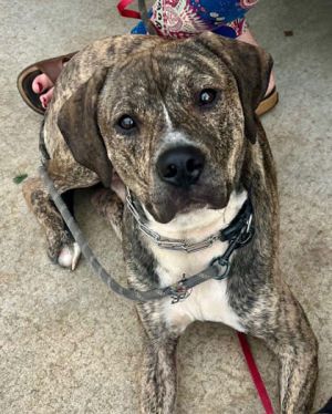 Everything about COOLIE is super cool his brindle coloring floppy ears and handsome smile are jus