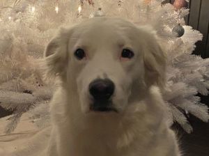 Olive *COURTESY LISTING*, Adult Female unknown
