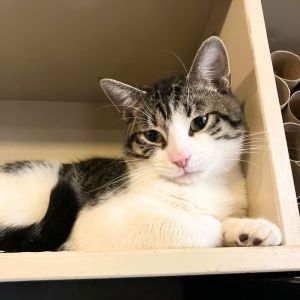 Slow Low, Young Male Domestic Short Hair